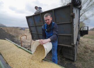 Экспорт овса из Украины упал на 98%: ведущие страны-импортеры приостановили закупки