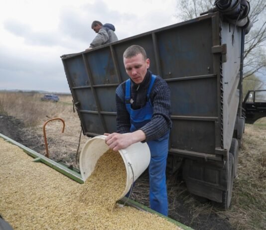 Экспорт овса из Украины упал на 98%: ведущие страны-импортеры приостановили закупки