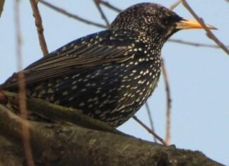 Весеннее потепление: в Запорожье на выходных ожидают до 10° тепла
