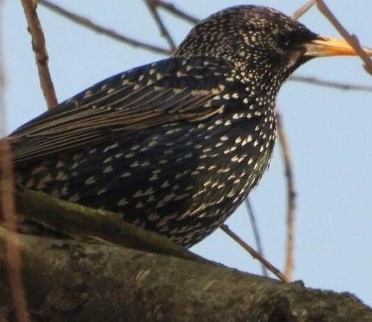 Весеннее потепление: в Запорожье на выходных ожидают до 10° тепла