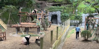 Ветеринар помахал пандам рукой: они устроили вирусный косплей (видео)