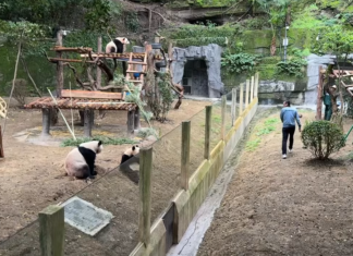 Ветеринар помахал пандам рукой: они устроили вирусный косплей (видео)