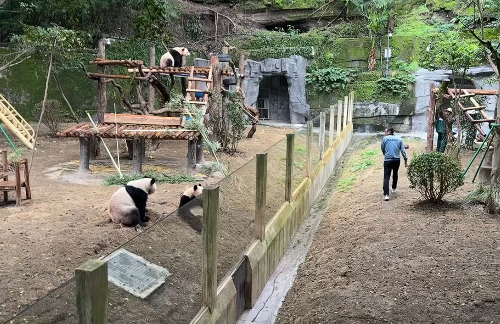 Ветеринар помахал пандам рукой: они устроили вирусный косплей (видео)