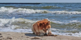 В Украину идет настоящая весна: синоптик назвала точную дату потепления