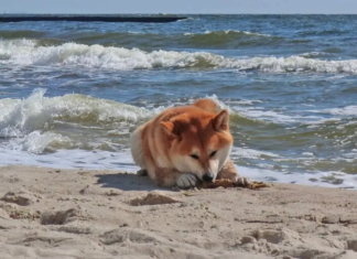 В Украину идет настоящая весна: синоптик назвала точную дату потепления