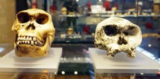 Самый ранний вид человека, возможно, вовсе не человек: что говорят ученые