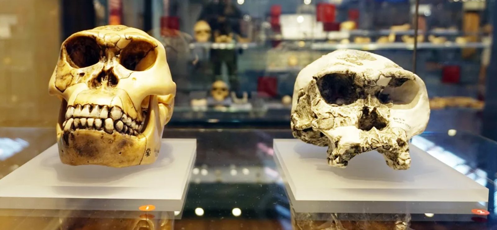 Самый ранний вид человека, возможно, вовсе не человек: что говорят ученые