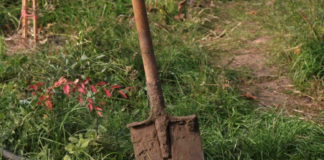 Мужчина копал яму для дерева и обнаружил редкий раритет: находка удивила интернет (фото)