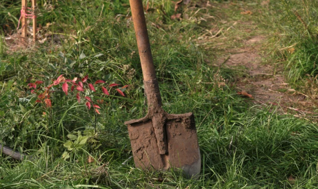 Мужчина копал яму для дерева и обнаружил редкий раритет: находка удивила интернет (фото)