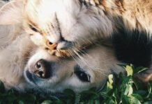 В Запорожье хотят утвердить новые правила содержания домашних животных