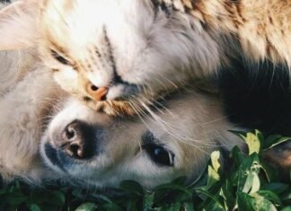 В Запорожье хотят утвердить новые правила содержания домашних животных