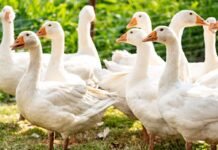 Смелый охранник с крыльями: гусь не пустил курьера на ферму (видео)