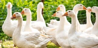 Смелый охранник с крыльями: гусь не пустил курьера на ферму (видео)