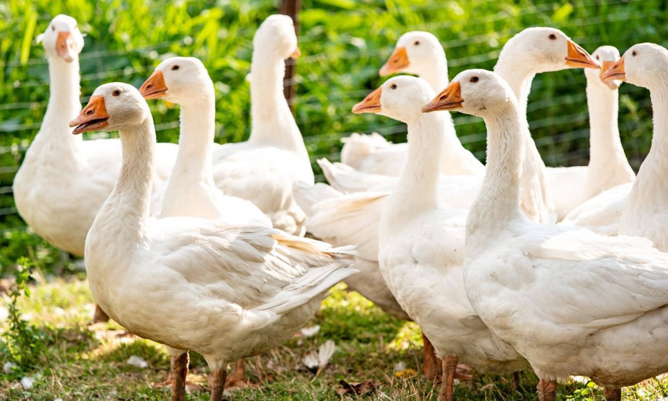 Смелый охранник с крыльями: гусь не пустил курьера на ферму (видео)