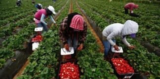 «Людей становится все меньше»: в Украине клубнику скоро будут собирать непальцы и индусы, — эксперт
