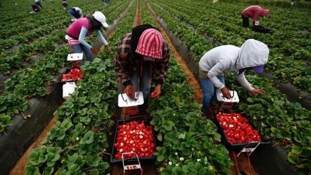 «Людей становится все меньше»: в Украине клубнику скоро будут собирать непальцы и индусы, — эксперт