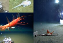 Життя на глибині 10 кілометрів: учені знайшли 108 істот у западинах Тихого океану