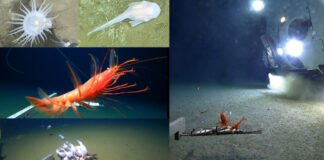 Життя на глибині 10 кілометрів: учені знайшли 108 істот у западинах Тихого океану