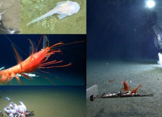 Життя на глибині 10 кілометрів: учені знайшли 108 істот у западинах Тихого океану