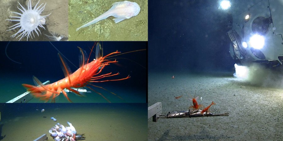 Життя на глибині 10 кілометрів: учені знайшли 108 істот у западинах Тихого океану