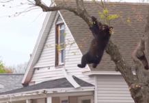 Висел на дереве четыре часа: медведя спасли после звонка очевидцев (видео)