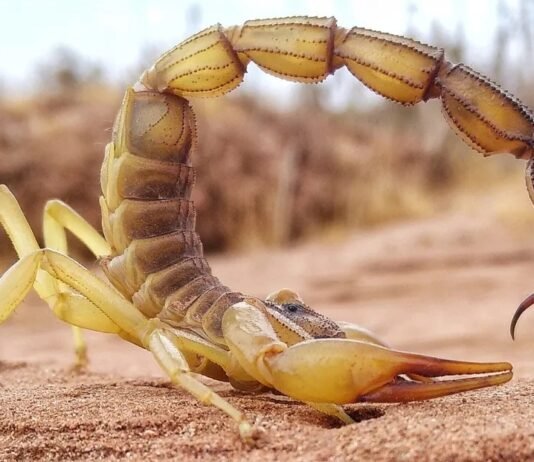 Смертоносное жало и клешни скорпионов содержат секретное оружие: выяснилось, зачем (фото)