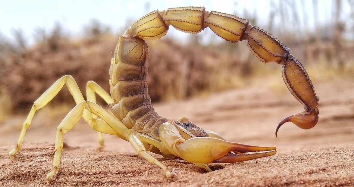 Смертоносное жало и клешни скорпионов содержат секретное оружие: выяснилось, зачем (фото)
