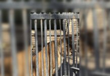 В одесском зоопарке умерла львица: активистка требует увольнения директора