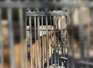В одесском зоопарке умерла львица: активистка требует увольнения директора