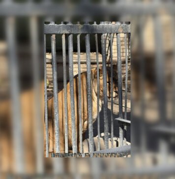 В одесском зоопарке умерла львица: активистка требует увольнения директора