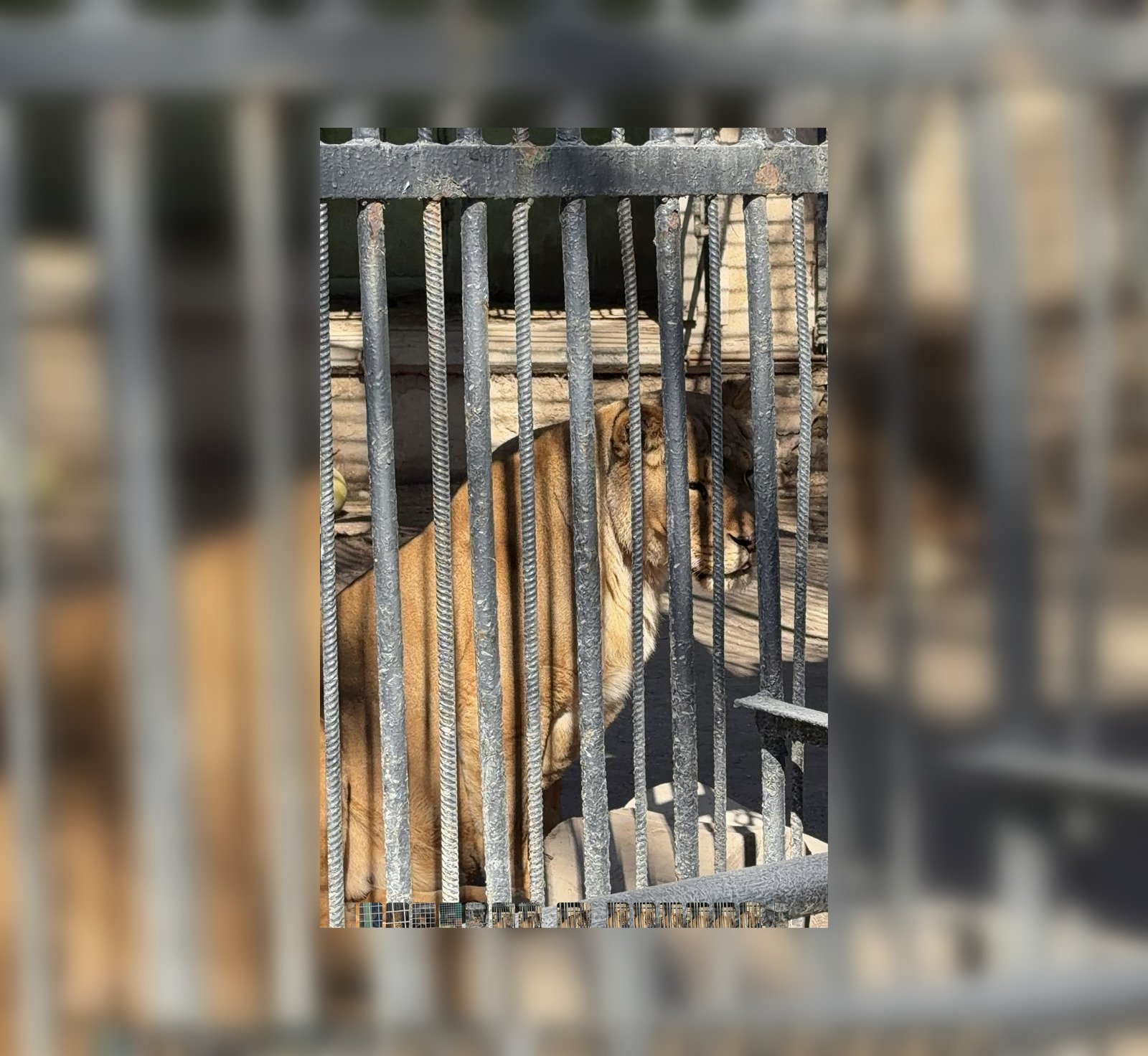 В одесском зоопарке умерла львица: активистка требует увольнения директора