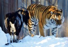 Самая странная дружба в мире: как сибирскому тигру удалось подружиться с козой (видео)