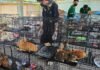 Во Вьетнаме спасли более 400 кошек от забоя и продажи на мясо