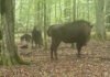 Охоту волков на зубров в древнем лесу впервые запечатлели на камеру: гиганты в опасности (видео)