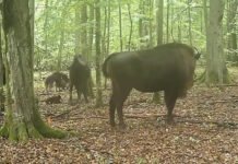 Охоту волков на зубров в древнем лесу впервые запечатлели на камеру: гиганты в опасности (видео)