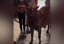 Дети под Полтавой раскрашивали живых пони: в сети гремит скандал (видео)