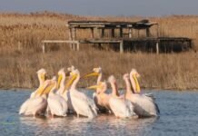 На Каховском водохранилище заметили стаю пеликанов: они вернулись, несмотря на войну (видео)