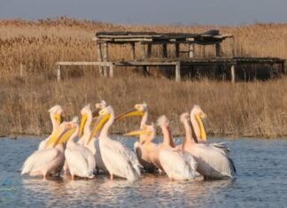 На Каховском водохранилище заметили стаю пеликанов: они вернулись, несмотря на войну (видео)