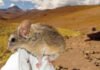 Выжить в экстремальных условиях: обнаружен млекопитающий, обитающий на высоте более 6700 метров (фото)