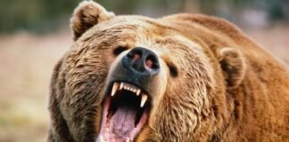 Трагедия во время отдыха: медведь напал на пару и убил невесту перед свадьбой