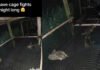 Полный хаос: детенышей енотов запечатлели борющимися друг с другом (видео)