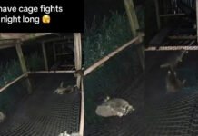 Полный хаос: детенышей енотов запечатлели борющимися друг с другом (видео)