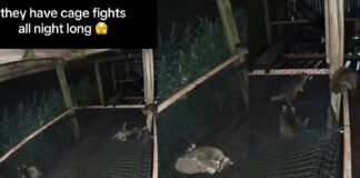Полный хаос: детенышей енотов запечатлели борющимися друг с другом (видео)