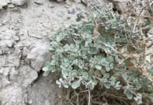 Самое странное растение в мире считает Долину Смерти домом: выживает при 60°C (видео)