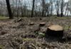 В Запорожском лесничестве незаконно вырубали деревья: с госпредприятия взыскали 120 тысяч гривен возмещений