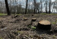 В Запорожском лесничестве незаконно вырубали деревья: с госпредприятия взыскали 120 тысяч гривен возмещений