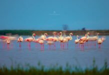 Рачки и водоросли делают фламинго розовыми: можно ли сделать птиц синими, изменив рацион
