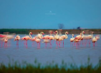 Рачки и водоросли делают фламинго розовыми: можно ли сделать птиц синими, изменив рацион