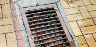 В Запорожье спасатели за сутки сняли с деревьев двух кошек и вытащили собаку из затопленной ливневой канализации
