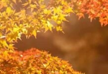 В Запорожье выходными ожидается до 17° тепла